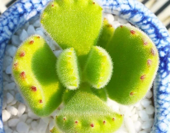 多肉植物栽培介质