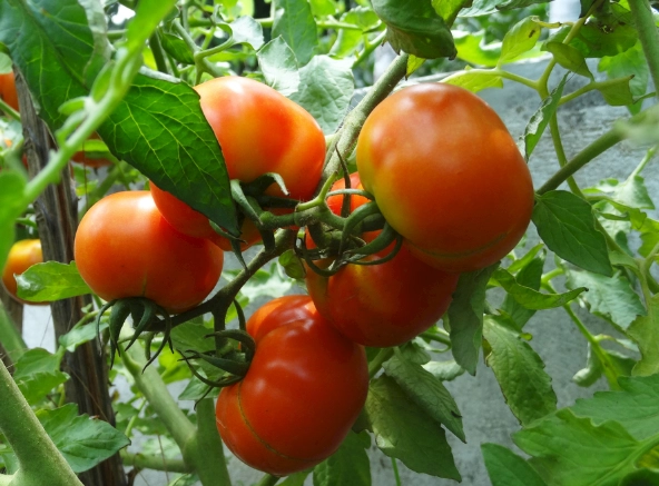 番茄肥料選擇 番茄肥料選擇