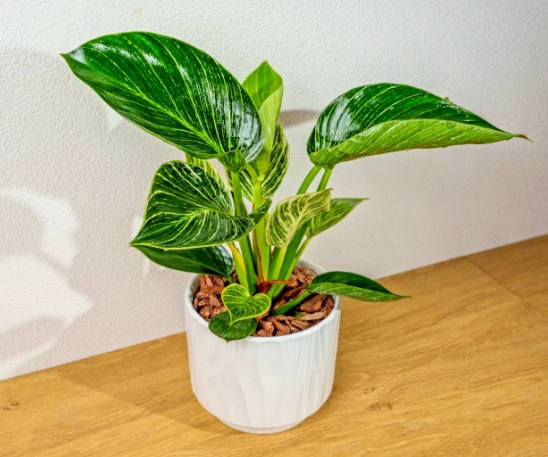 鉑金蔓綠絨照顧 鉑金蔓綠絨照顧