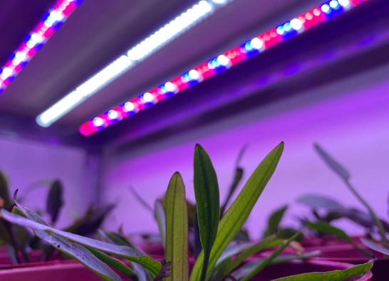 植物燈紫外線 植物燈紫外線