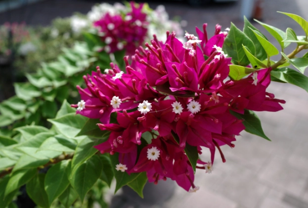 九重葛種子發芽 九重葛種子發芽