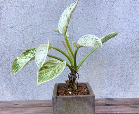 室內植物換盆 室內植物換盆