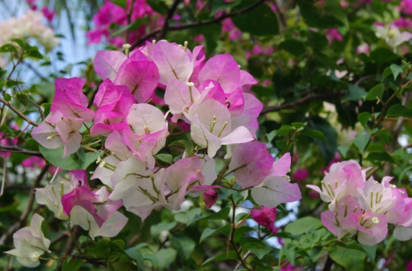 九重葛種子養護 九重葛種子養護