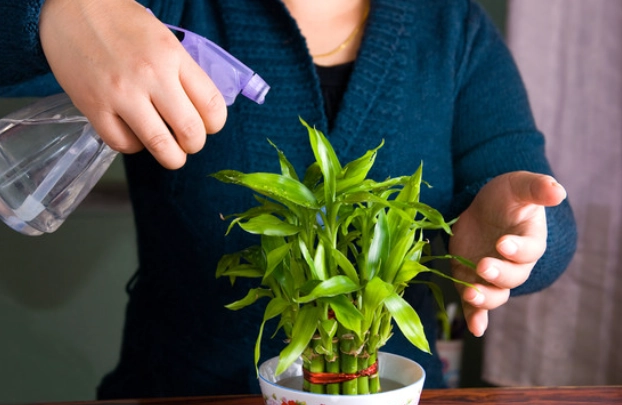 富貴竹營養劑推薦 富貴竹營養劑推薦