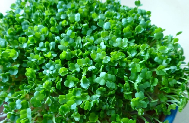 番茄種子種植方法 番茄種子種植方法