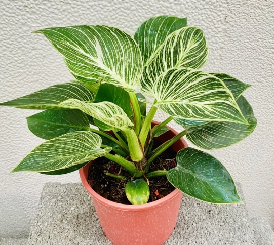 室內植物換盆 室內植物換盆