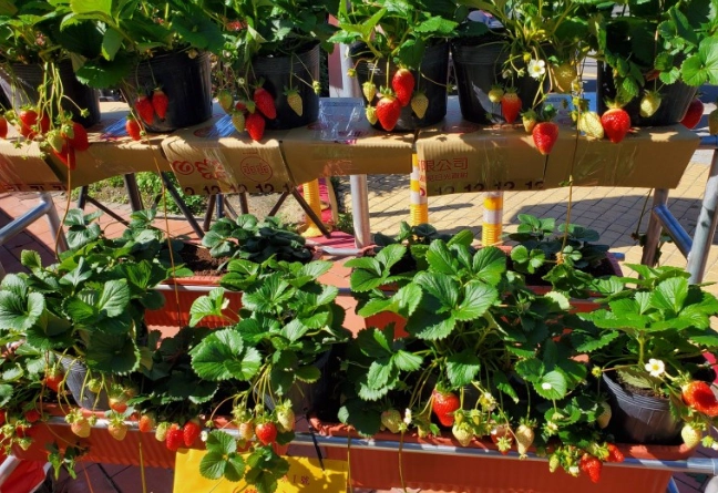 草莓怎麼種 草莓怎麼種