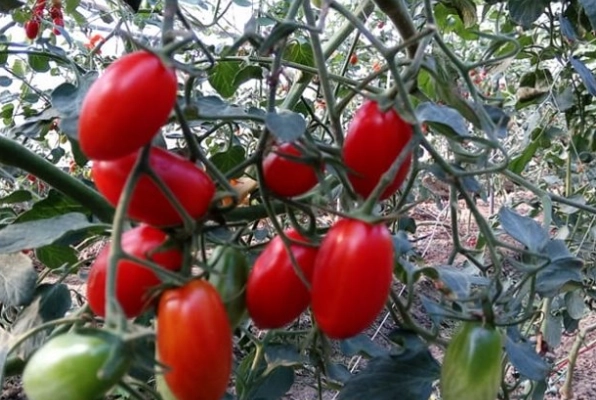 蕃茄品種介紹