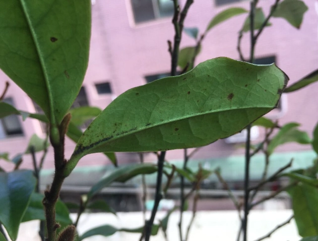 葉尖焦枯治療 葉尖焦枯治療