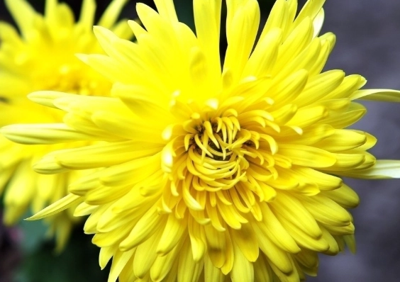 菊花開花季節 菊花開花季節