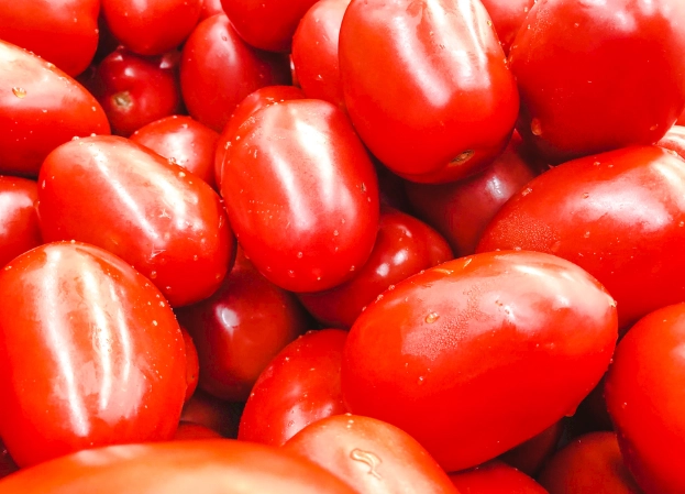 番茄白粉病症狀 番茄白粉病症狀