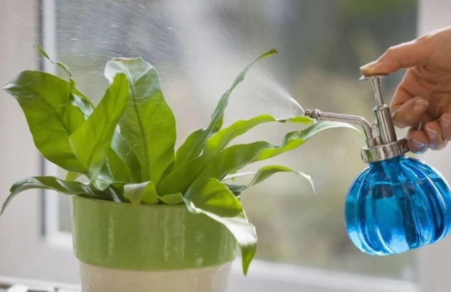 每天澆水必要嗎 每天澆水必要嗎