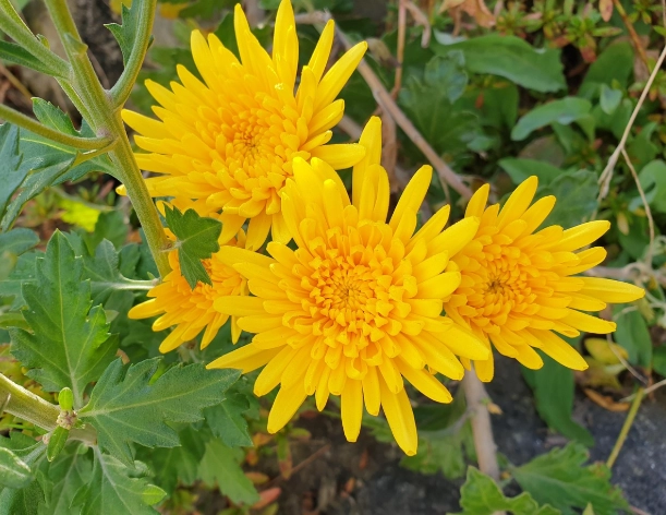 菊花種植時間 菊花種植時間