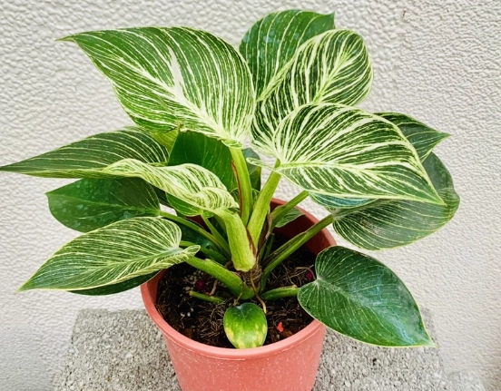 鉑金蔓綠絨養護