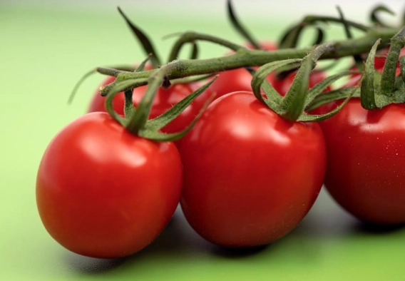 番茄種植方法 番茄種植方法