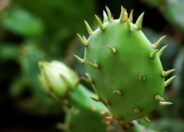 仙人掌軟化處理