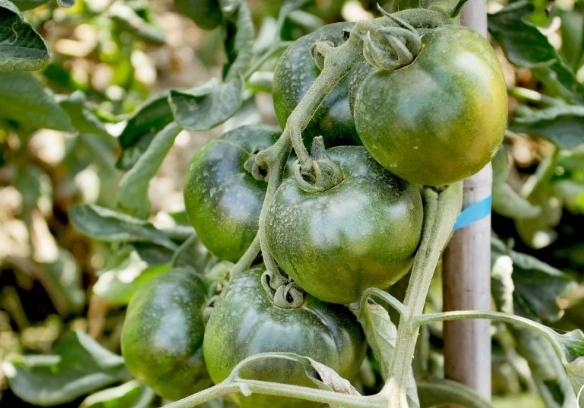 黑柿番茄品種 黑柿番茄品種