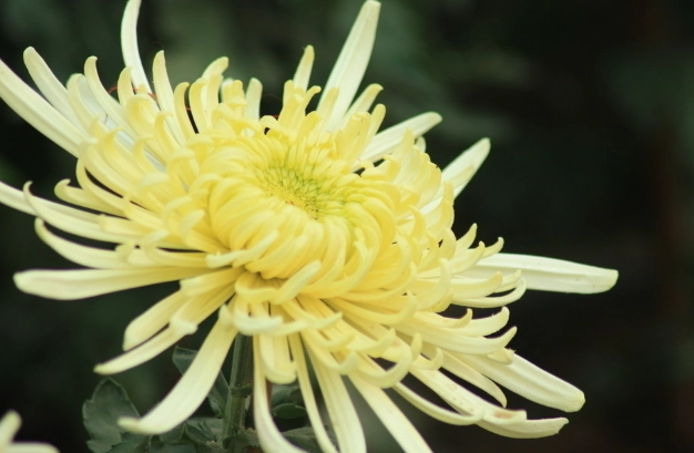 台灣秋菊文化 台灣秋菊文化