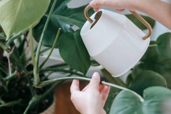 番茄種子種植方法