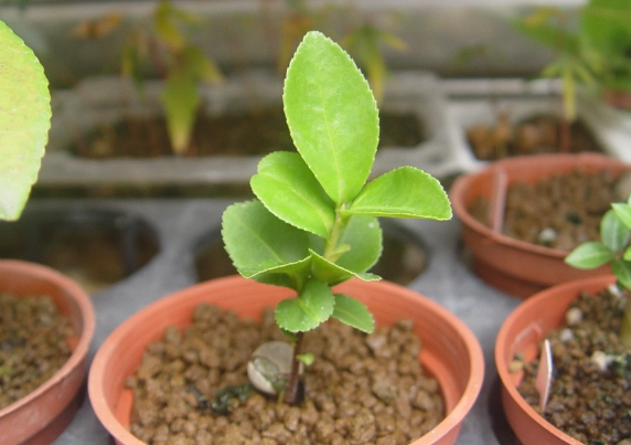 發根劑使用方法