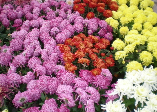 秋菊功效 秋菊功效