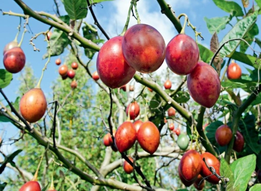 蕃茄生長高度優化