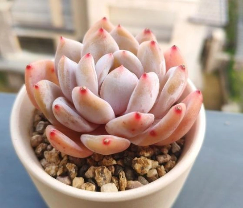 赤玉土多肉植物