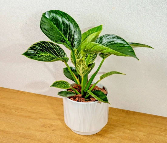 植物葉子變黑原因 植物葉子變黑原因