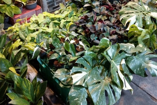 葉尖焦枯治療 葉尖焦枯治療