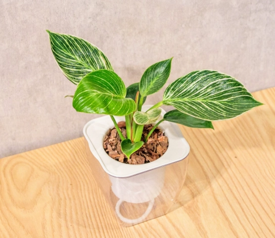 室內植物修剪技巧