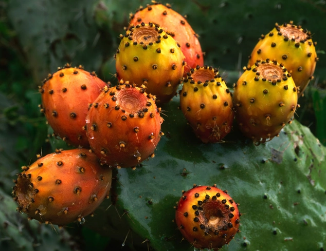 判斷仙人掌是否存活