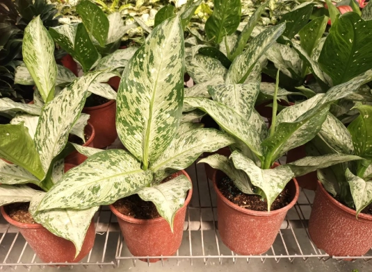 萬年青葉子變黑