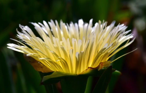 仙人掌養護技巧