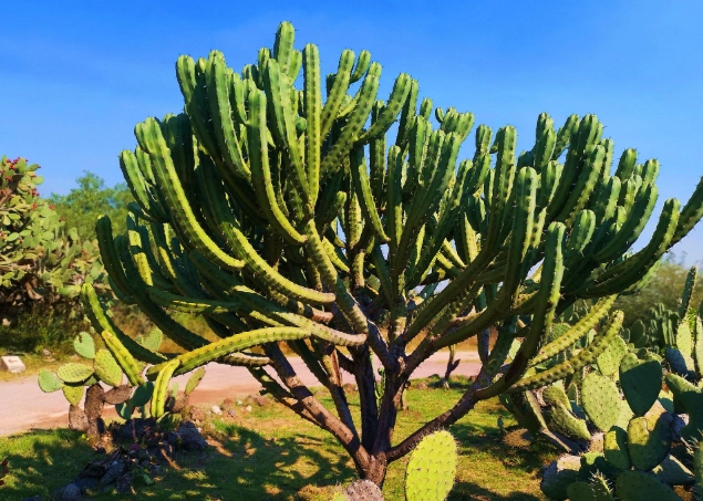 仙人掌病害防治