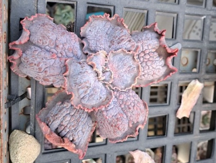 白糖水促進生根 白糖水促進生根