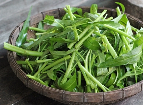 有機蔬菜種植 有機蔬菜種植