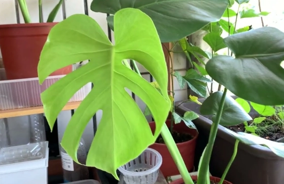 龜背芋葉子變黑