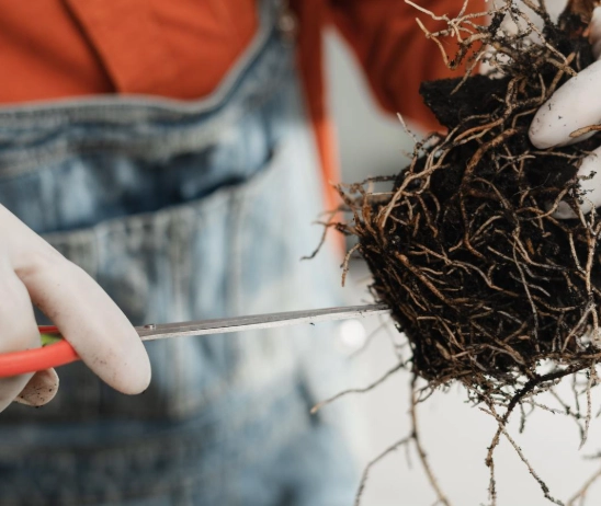 植物換盆時機 植物換盆時機