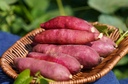 番薯種植技巧 番薯種植技巧