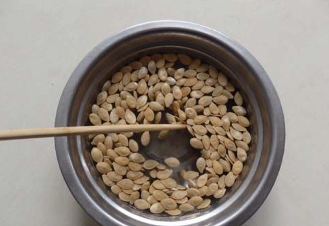 陽台種番茄 陽台種番茄