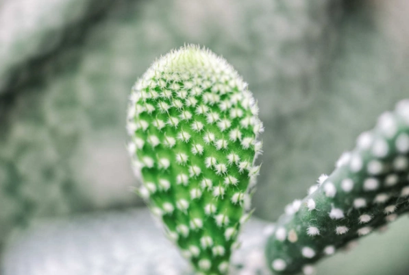 多肉植物養護 多肉植物養護