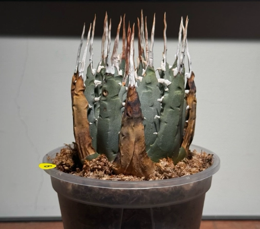 自製生根水 自製生根水