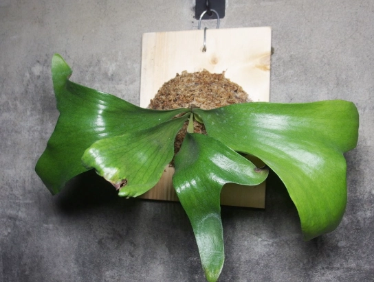 鹿角蕨介質選擇 鹿角蕨介質選擇