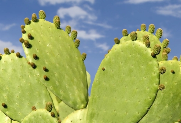 仙人掌救活方法