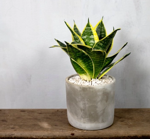 观叶植物养护 观叶植物养护