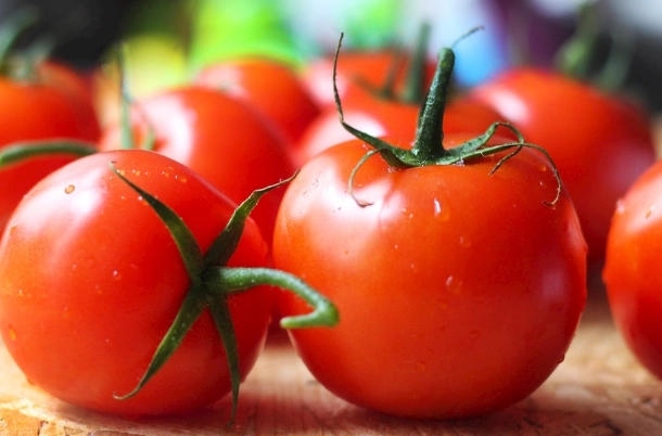 番茄白粉病治療 番茄白粉病治療