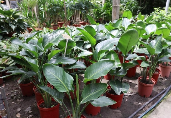 觀葉植物照顧 觀葉植物照顧