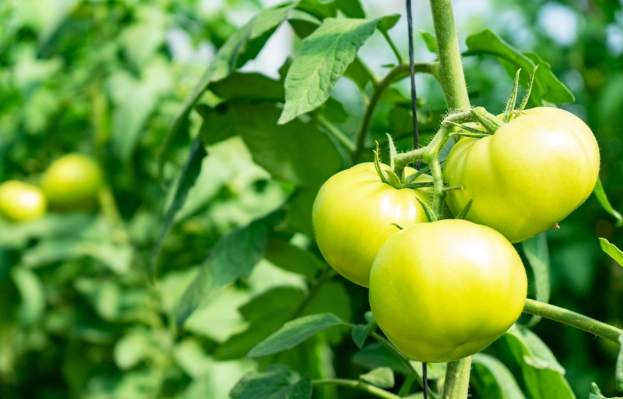 番茄炒蛋營養價值