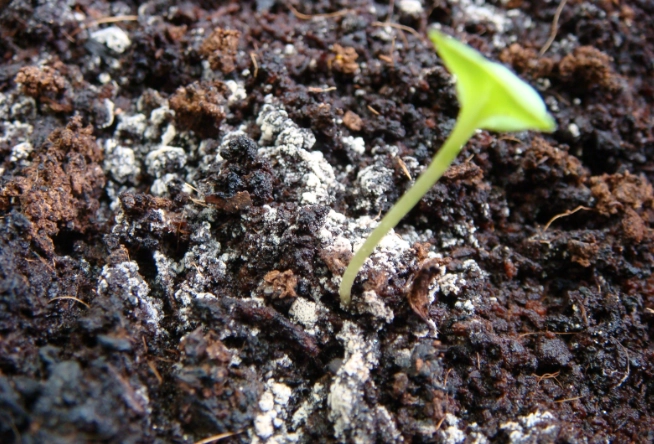 培养土种菜注意事项