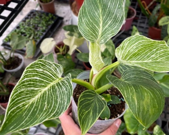 鉑金蔓綠絨照顧 鉑金蔓綠絨照顧